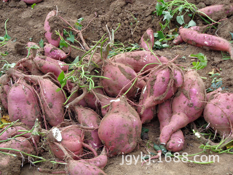 河南驻马店供应红薯苗该品种高产高淀粉春薯亩产能突破10000斤到15000