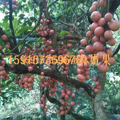 种苗、种子、种球-木奶果 树奶果 三丫果 优质