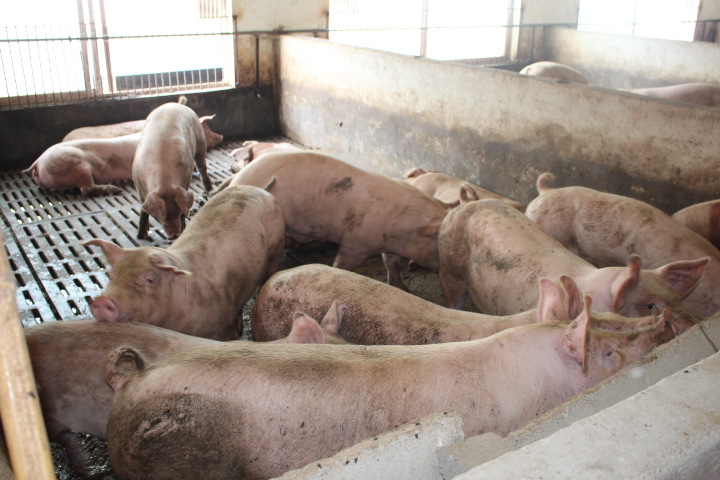 生猪 农民专业生产 生态养殖生猪 三元猪 绿色健康食品