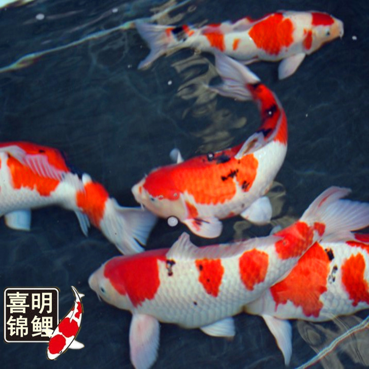 锦鲤种4