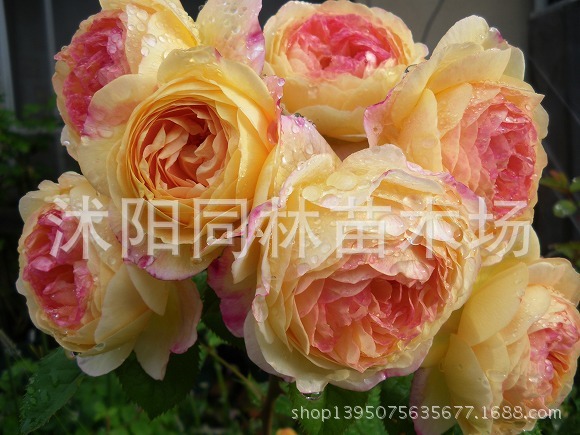 灌木-欧洲<em>月季</em>苗 灌木<em>月季 茶花女</em> 欧月苗 月季