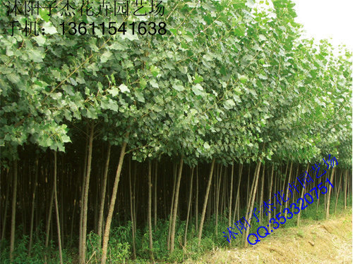 基地直销优质毛白杨,意杨,白杨树小苗批发,规格齐全,货源充足