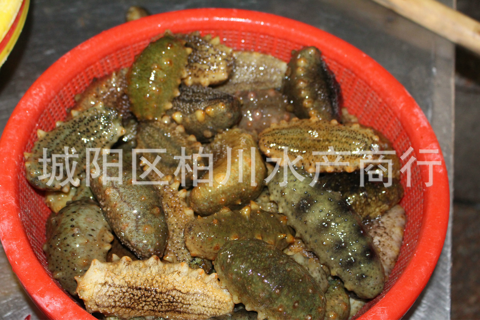 其他鲜活水产品-供应青岛当地野生鲜活海参、