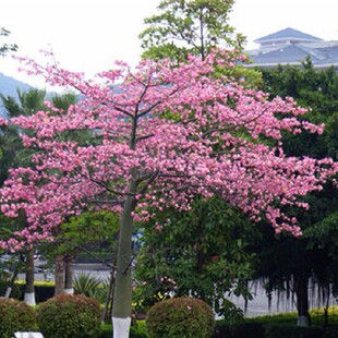 福建漳州 宫粉洋紫荆 香港紫荆 园林绿化树木胸径5-15cm 批发供应