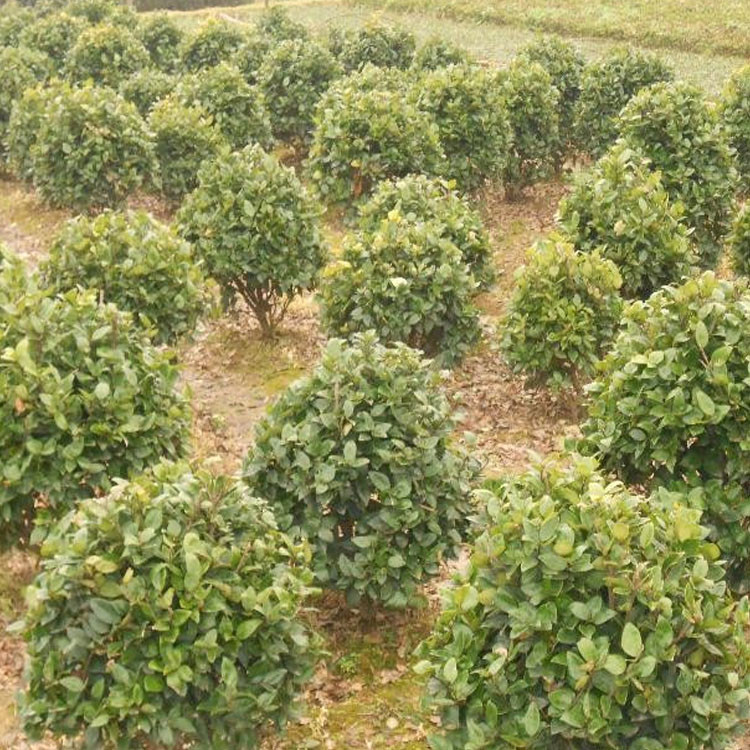 灌木-庭院绿化植物 金森<em>女贞</em>树苗 金叶<em>女贞</em>球小