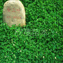 白三叶草坪_白三叶草坪批发_白三叶草坪供应