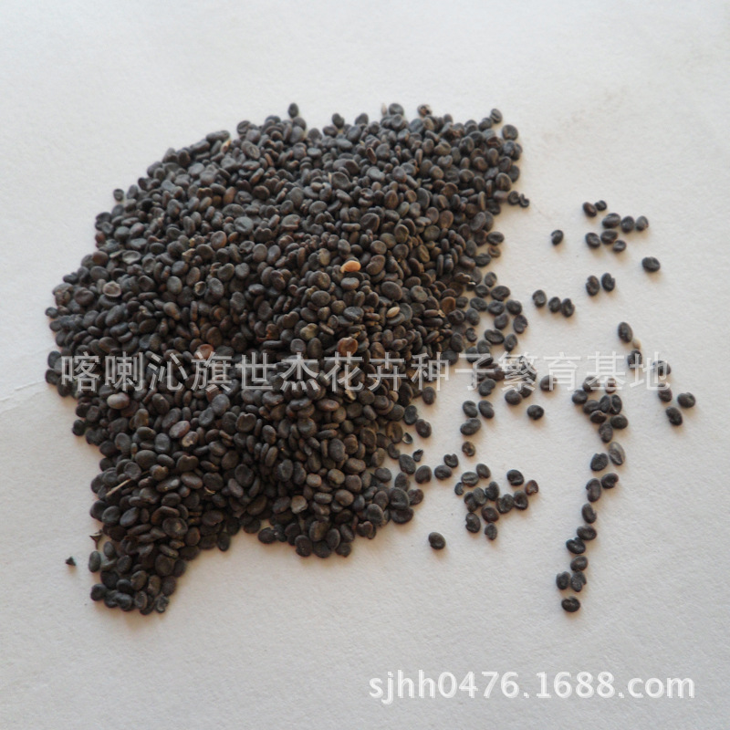 黄芪种子 中药种子 药材 药材种子生产基地 图片