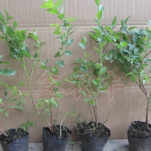 供优质组培脱毒蓝莓苗,南方果树苗新品种,南高丛蓝莓盆载薄雾品种
