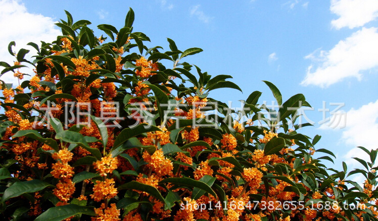 批发四季长青名贵树种 红花丹桂 桂花树 桂花苗 八月桂花十里香