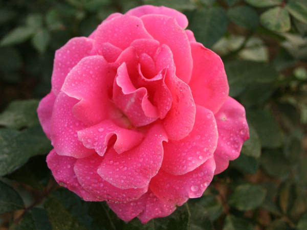 树状月季 花苗 树桩月季盆景 开花不断 包成活 