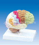 脑功能模型