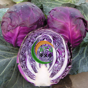 紫珠/荷兰进口早熟紫甘蓝种子 蔬菜种子 紫包菜卷心菜莲花白 10g