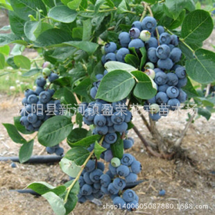 半高丛蓝莓树苗 带营养土发货 批发南方品种 【北陆】蓝莓