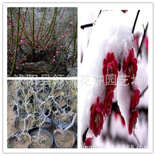 批发盆栽红梅花树苗 梅花苗 红梅花苗 当年开花