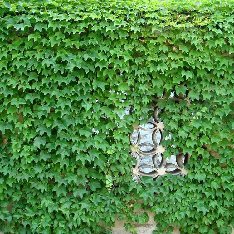 【茂华苗木】爬藤植物 不落叶爬山虎 一年四季常青 自产自销