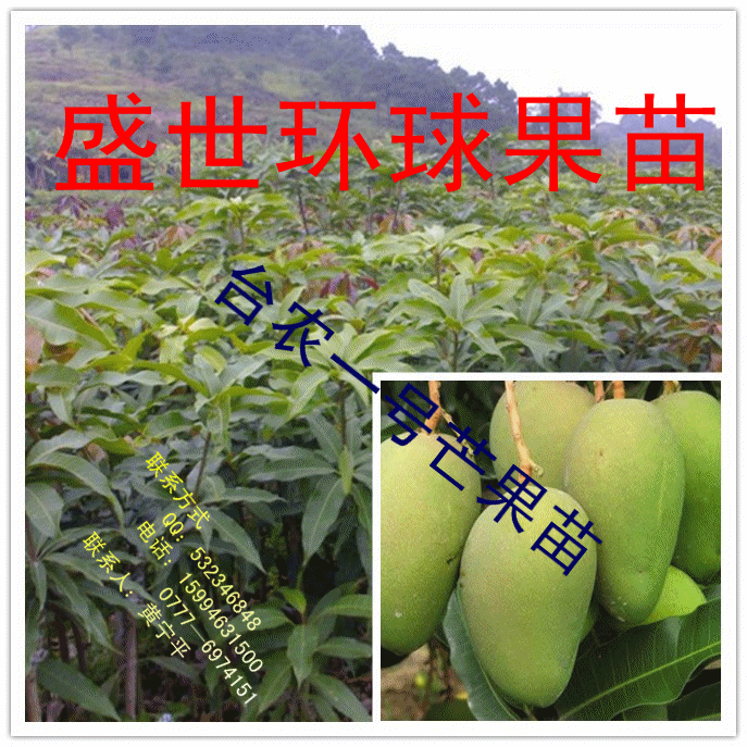 果苗 果树苗 芒果苗 台农一号芒果苗 盆栽苗 占地苗图片_2