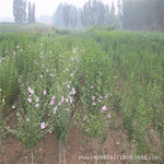 现货出售一年生木槿苗  好看绿化树木槿 出售各规格木槿 园林绿化