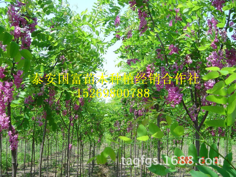 【现货供应香花槐小苗 优质直销香花槐绿化苗