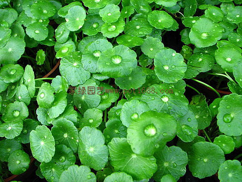 批发可做水生植物盆景花卉植物盆栽(90#)圆币草