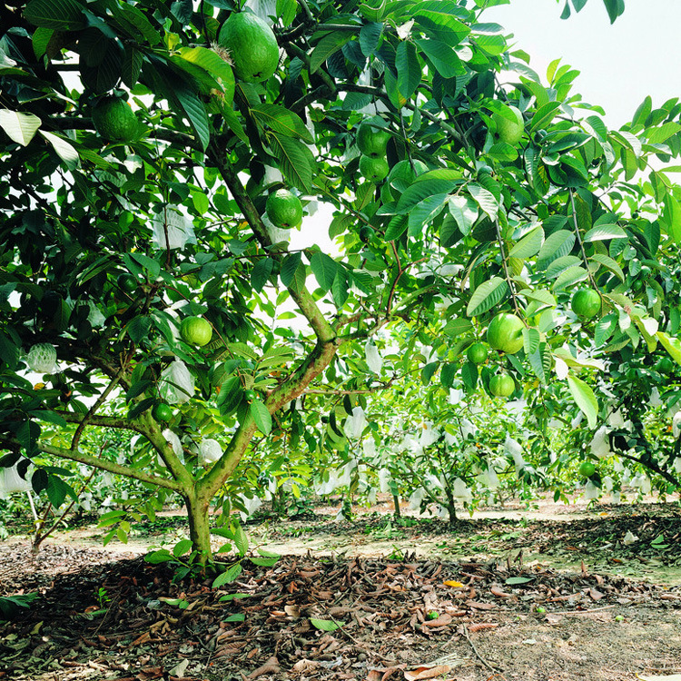 果树-海南三亚 特产 新鲜水果 番石榴 芭乐果 珍