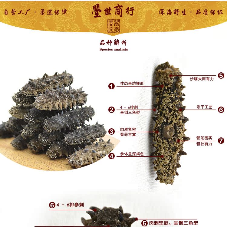 曌世海参工厂批发大连海参50克