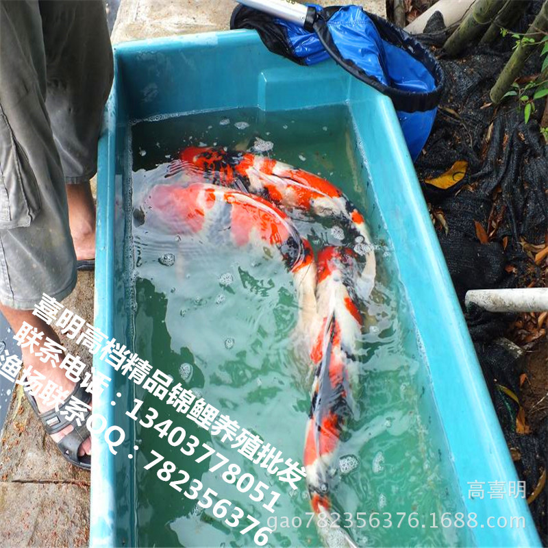 喜明锦鲤种鱼展示