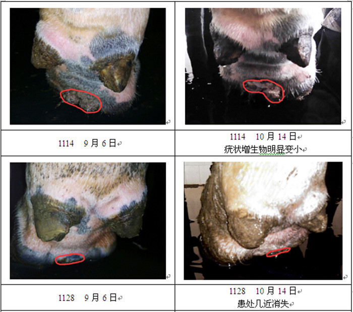 通过对比可以看出,此次检查时,牛蹄的疣型增生物明显减小,牧场兽医