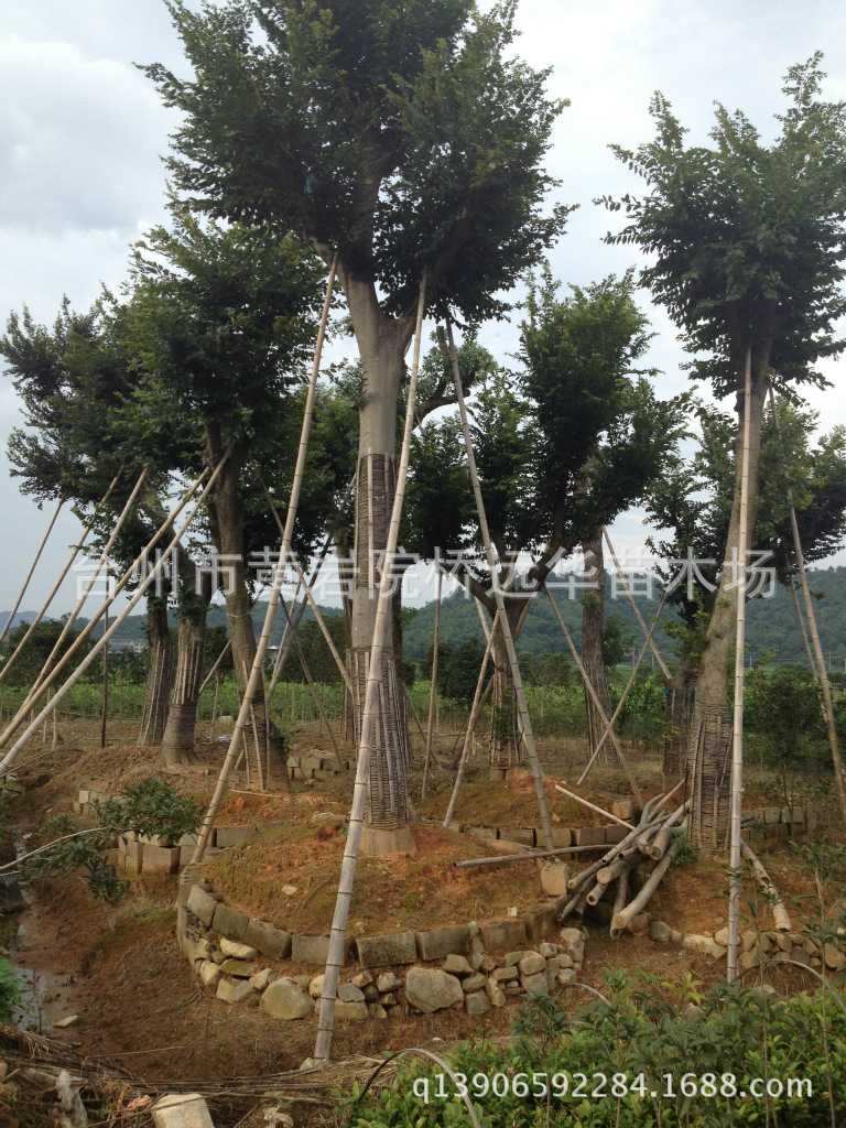 远华 脆皮金桔树苗橘子果树苗木阳台庭院植物
