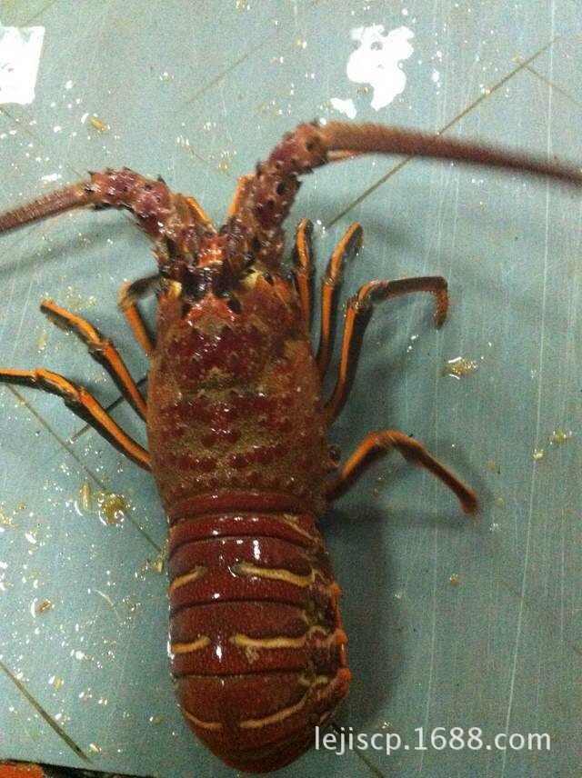 虾类-专业供应墨西哥红龙虾 整肢淡水龙虾 量大