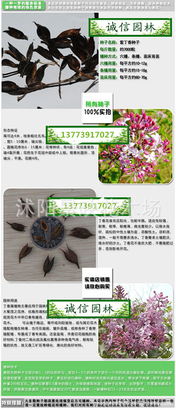 紫丁香种子最新丁香种子包发芽包正品丁香种子暴马丁香种子