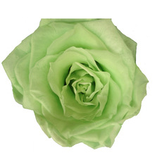 浅绿色玫瑰花_浅绿色玫瑰花价格_优质浅绿色