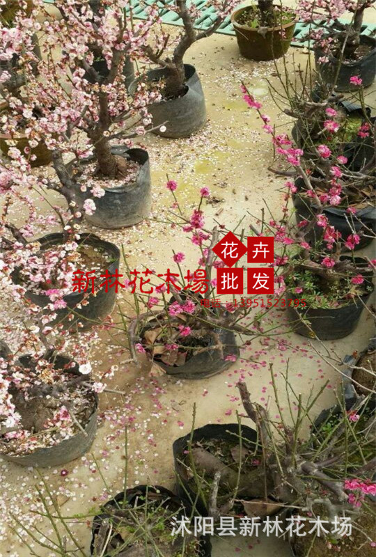 红梅花盆景 造型雅致,独特 观赏性强 中高档 大小规格齐全