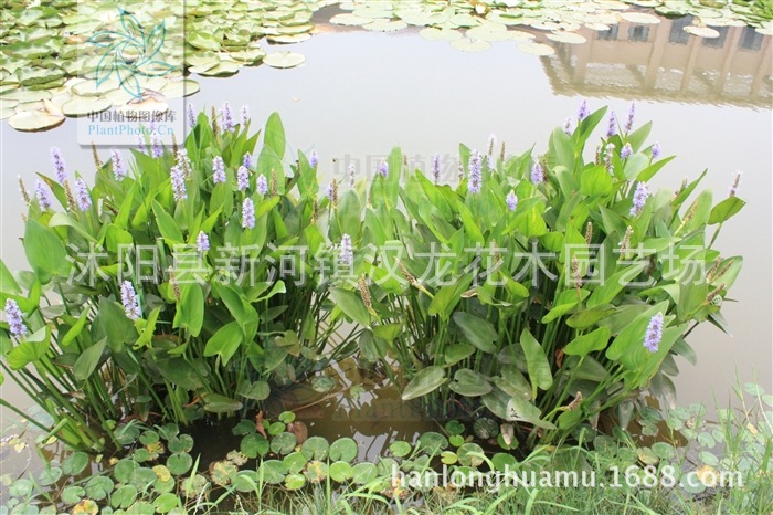 梭鱼草 水岸绿化植物 湿地绿化 水生花卉 量大从优 浅水植物