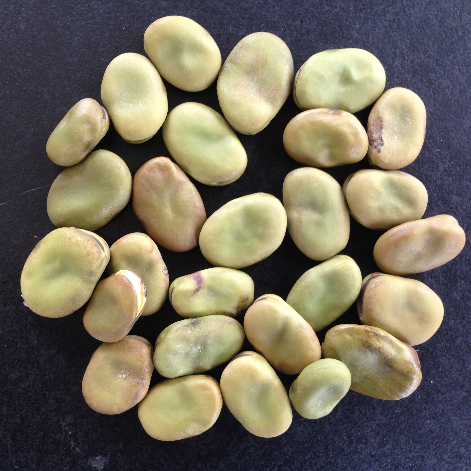 2014年新品机农家自家产摘的野生蚕豆生蚕豆干种子怪味胡豆原料