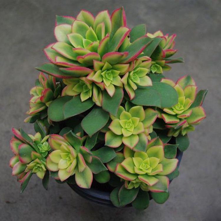 【博天花卉】多肉植物【艳日辉】办公室 迷你盆栽 不带盆发货 图片_高清大图 - 阿里巴巴