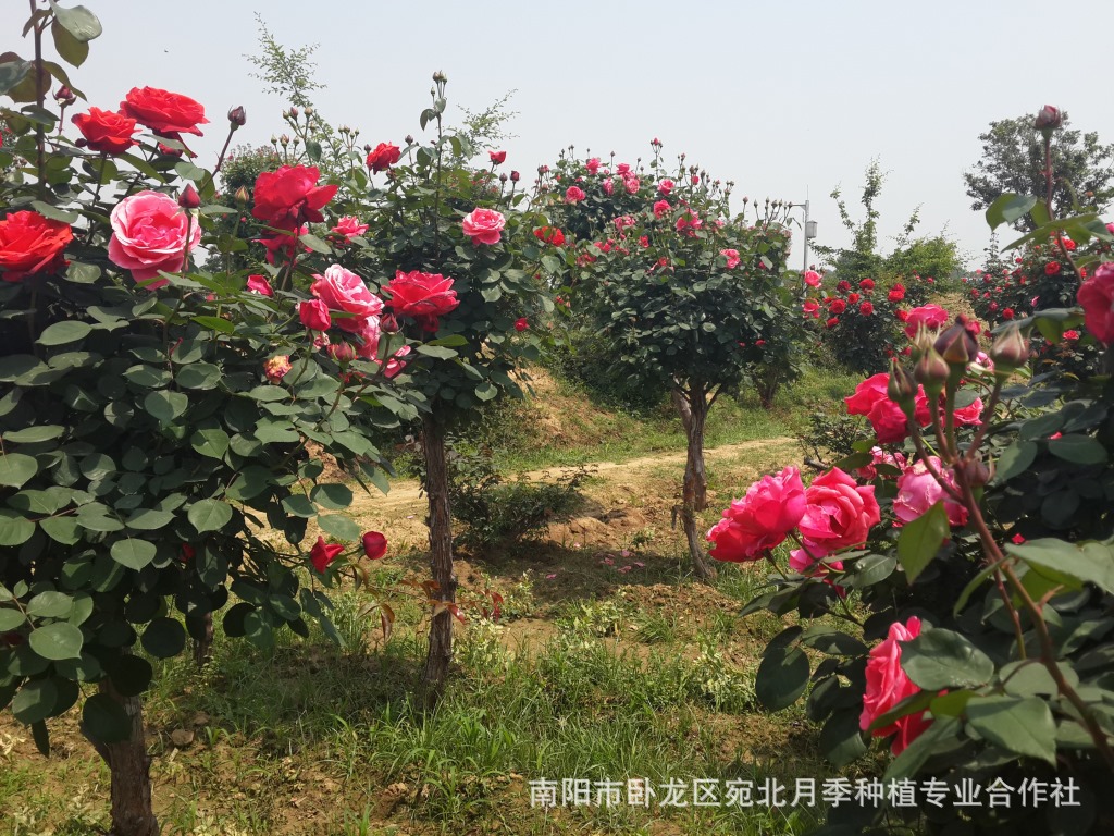 红色 黄色 树状月季花   上一个 下一个> 地径: 3-10公分 花色系列:红
