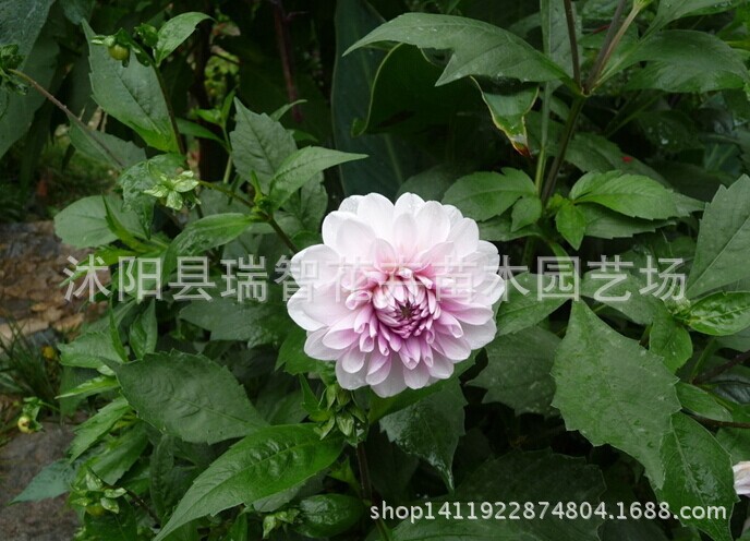 盆栽大丽花苗种根 芙蓉映红 粉色 天竺牡丹 又叫大丽菊