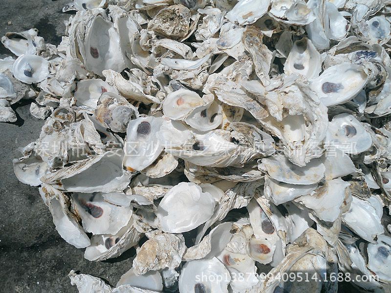 批发精选优质蚝壳 高效海水鱼池自然过滤材料 牡蛎壳/海螺贝壳