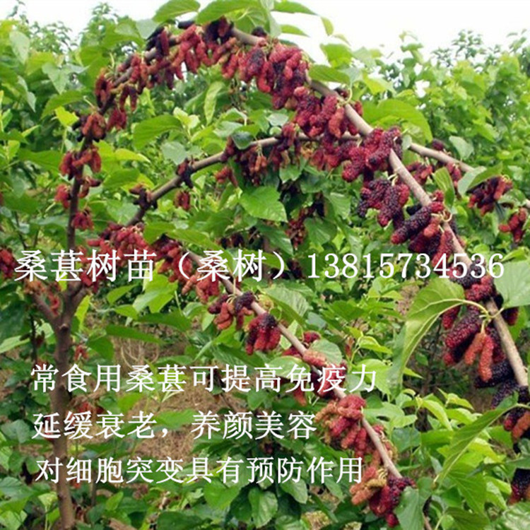 江苏翼添苗木出售桑树苗别名桑葚苗 桑果树苗