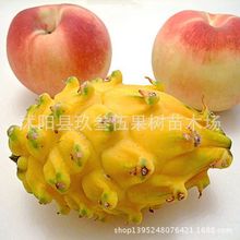 黄火龙果_黄火龙果批发_黄火龙果供应