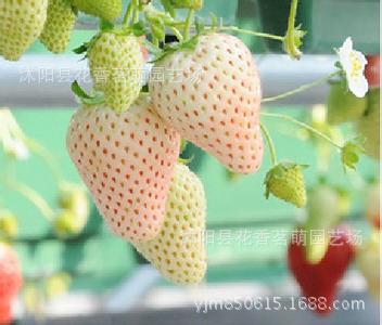 种苗、种子、种球-新攀援草莓 菠萝蜜 牛奶草莓