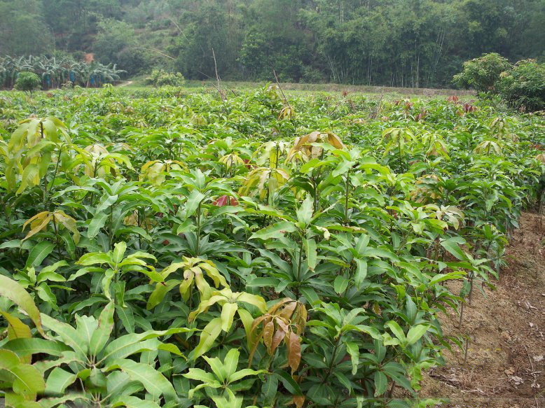 芒果苗-芒果苗--阿里巴巴采购平台求购产品详情
