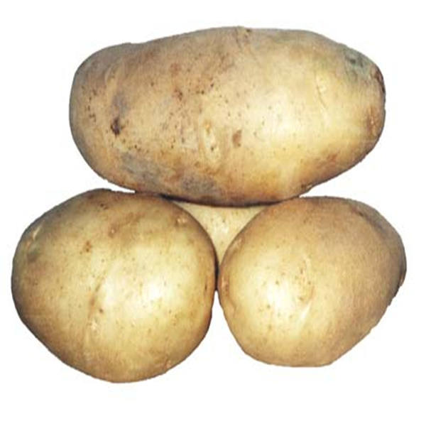 大量上市 白皮白肉土豆马铃薯 新鲜优质出口土豆-块茎类价格/参数