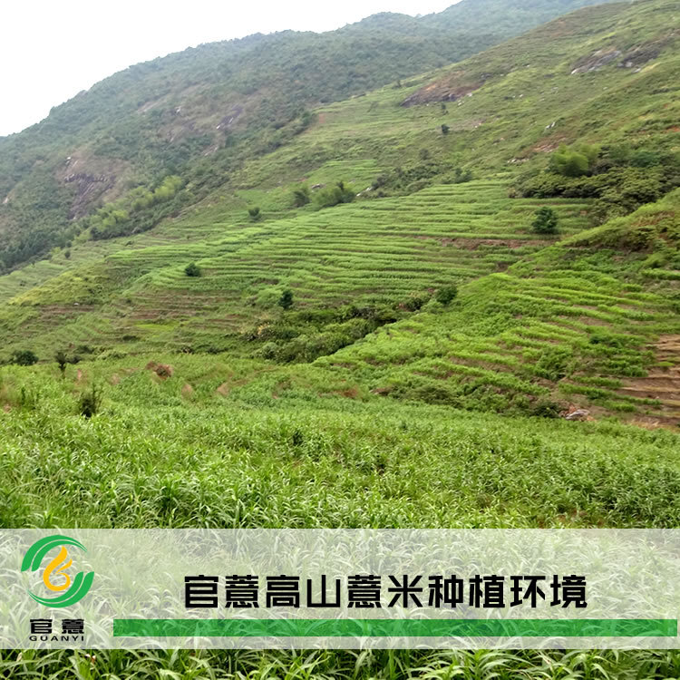 官薏散装浦城薏米 浦城薏苡仁批发 浦城薏米产地直销贴牌代工oem