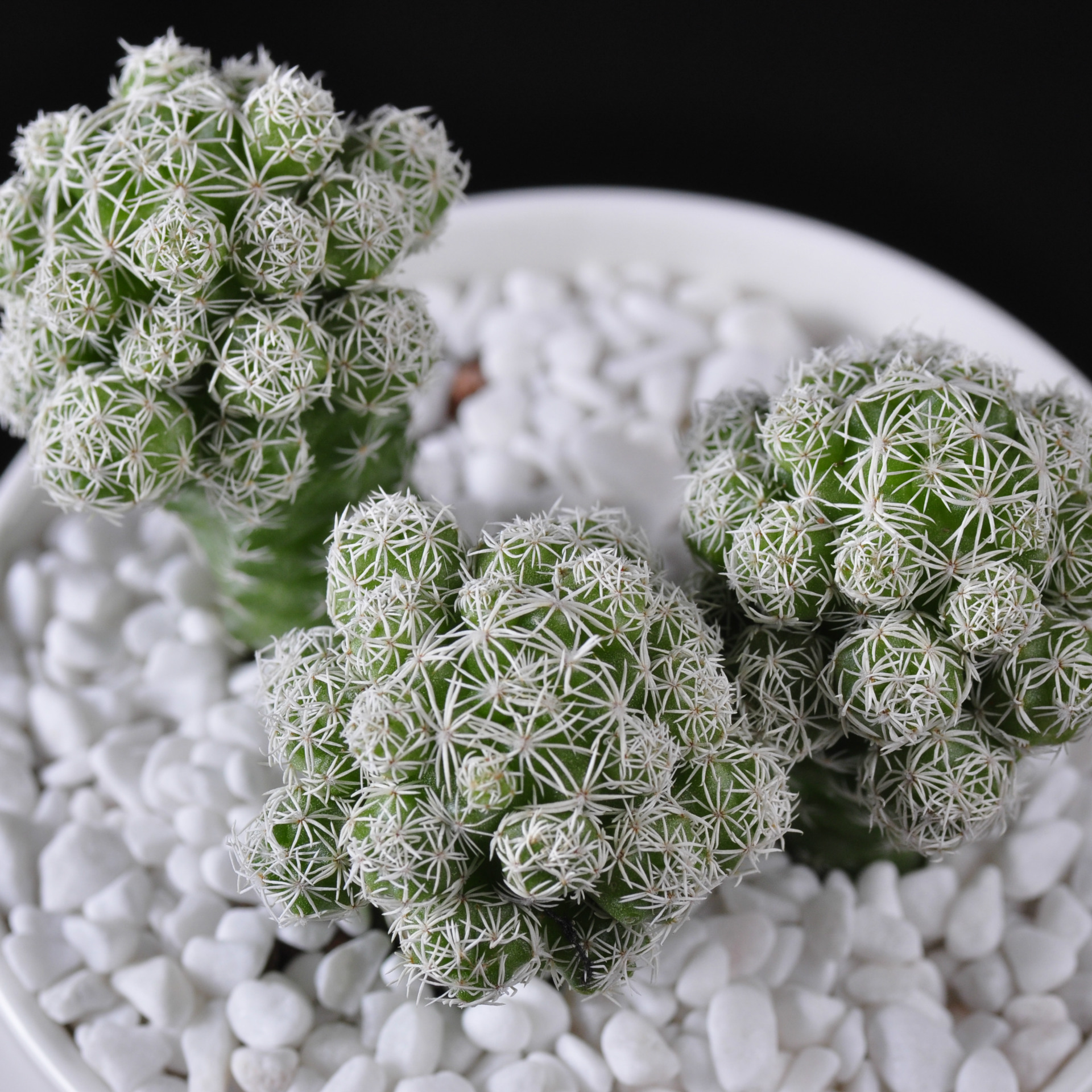 批发多肉植物批发白鸟 植物多肉 肉肉植物批发 花卉绿植迷你盆栽