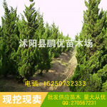 青木树苗木