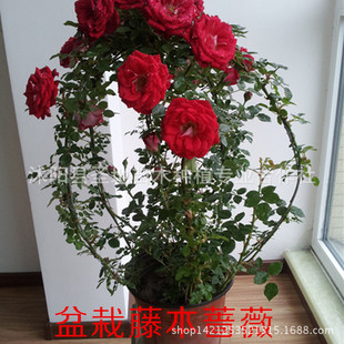 阳台爬藤植物