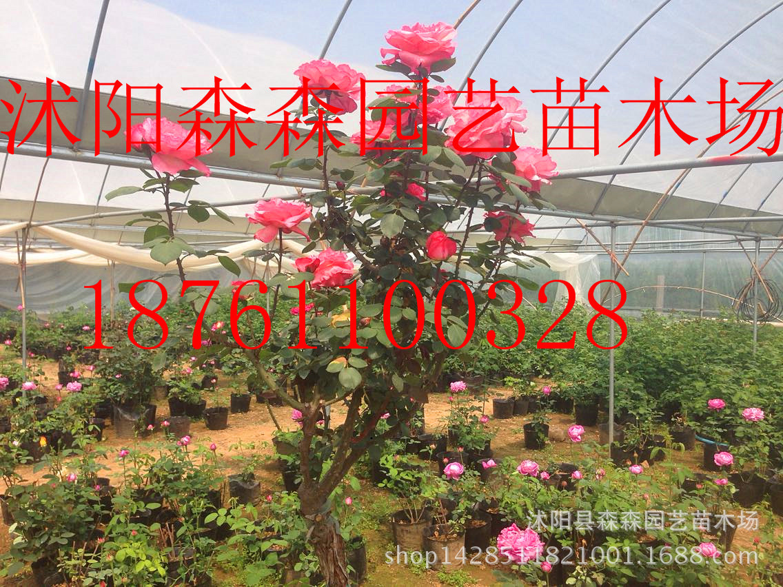 树状月季批发月季树绿化苗木庭院别墅美化高杆月季树苗