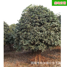 湖南桂花樹 苗木造型綠化13公分精品八月桂冠幅飽滿金桂 基地直銷