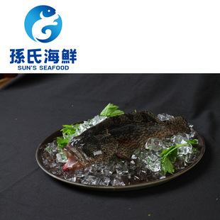 批发鲜活老虎斑斑鱼 远洋捕捞鲜活生猛海鲜批发 500-850g/条